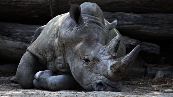 big rhino lying on ground