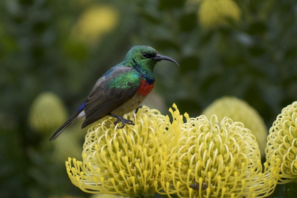 animal biology bird birdwatching blur bright detail 