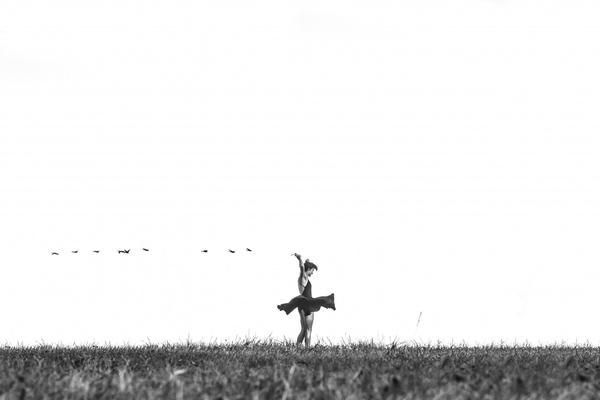 animal bird black and white cowboy crow dog field