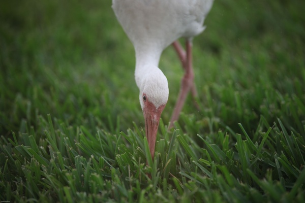 animal bird closeup color dof field flamingo grass