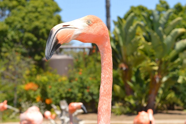 animal bird color daytime exotic feather flamingo