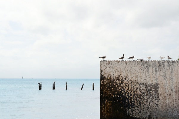animal bird concrete dock horizon ocean pier sea