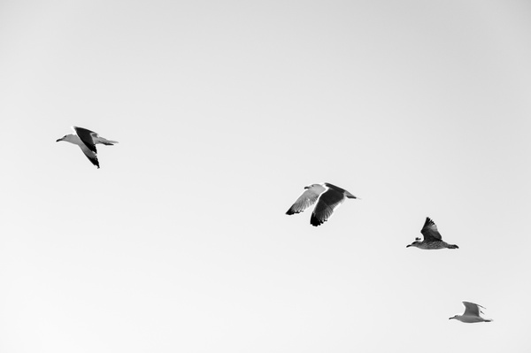 animal bird crow flight fly free geese goose gull 