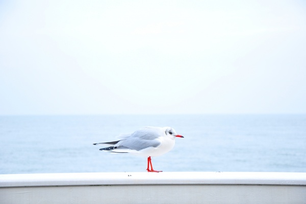 animal bird horizon ocean sea seagull water
