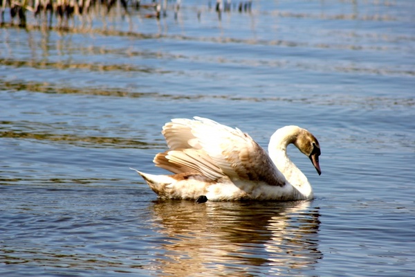 animal bird swan