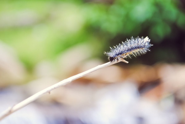 animal blur branch bug caterpillar closeup color
