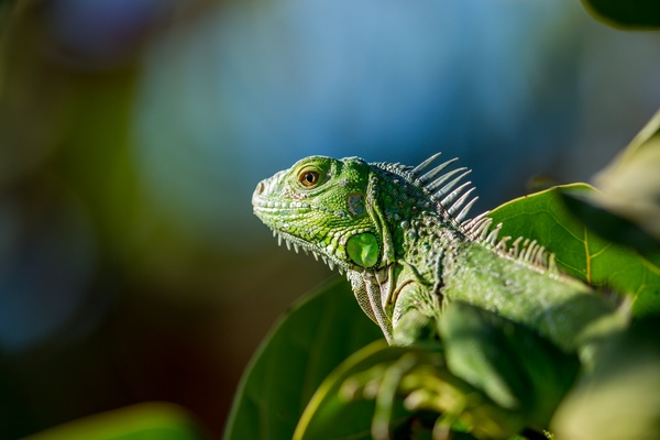 animal branch chameleon closeup color dragon exotic 