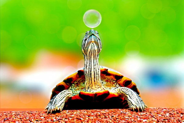 cute tiny turtle playing with bauble 