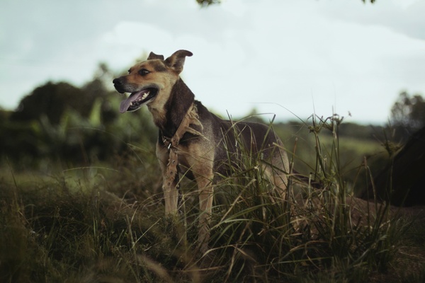 animal bush canine daytime dog elephant forest