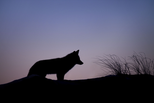 silhouette of wild fox in sunset 