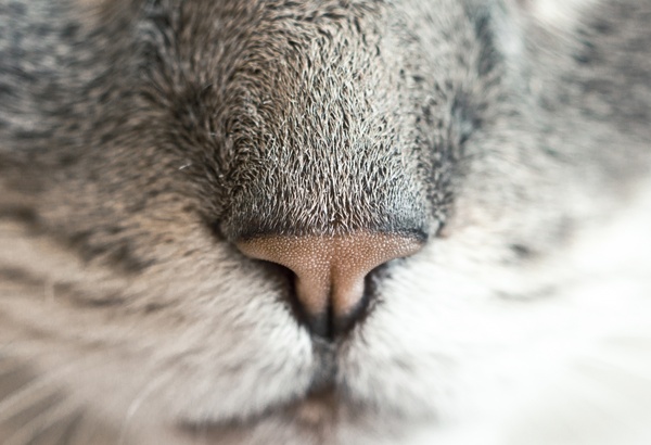 animal cat close up fur nose pattern whisker