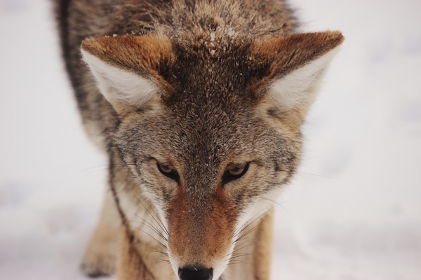 animal cat coyote cute eyes fox fur hair hunter