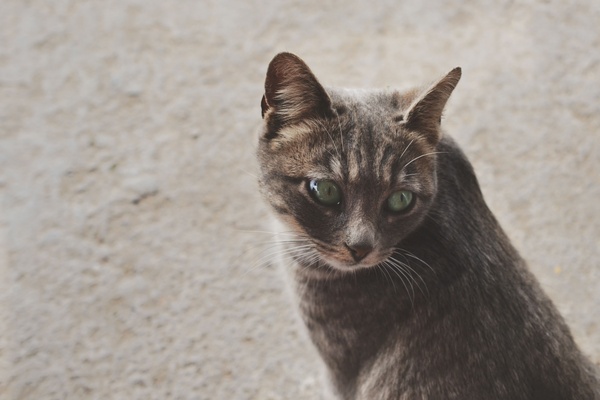 animal cat cute domestic cat eyes feline fur grey