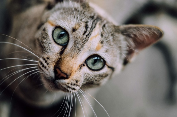 animal cat cute eyes face feline fur head kitten