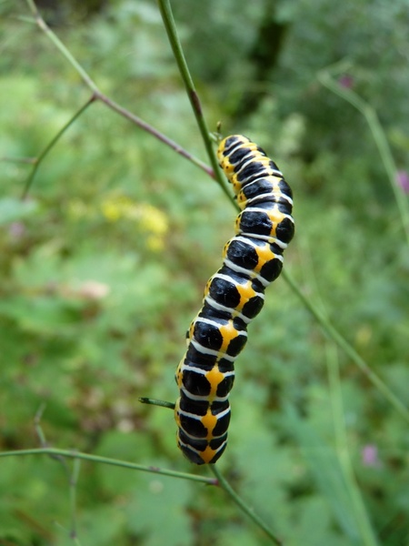 animal caterpillar butterfly