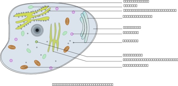 Download Animal Cell Labelled Free vector in Open office drawing ...