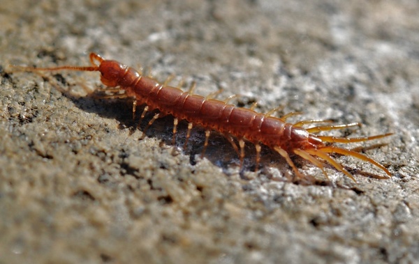 animal centipede creep
