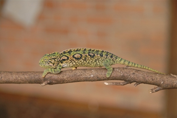 animal chameleon green