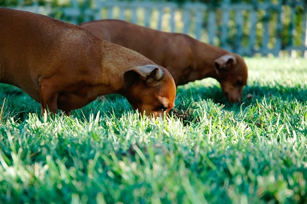 animal close up dog eating fence garden grass