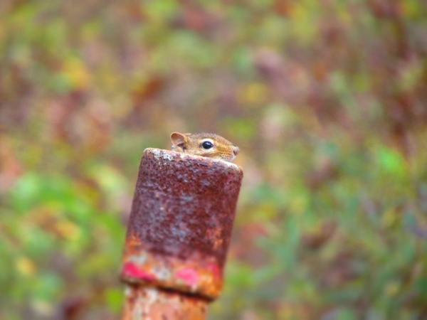 animal close up hiding pipe rural squirrel