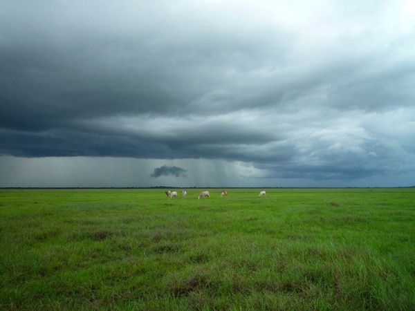 animal cloud cow eating farm field grass sky storm