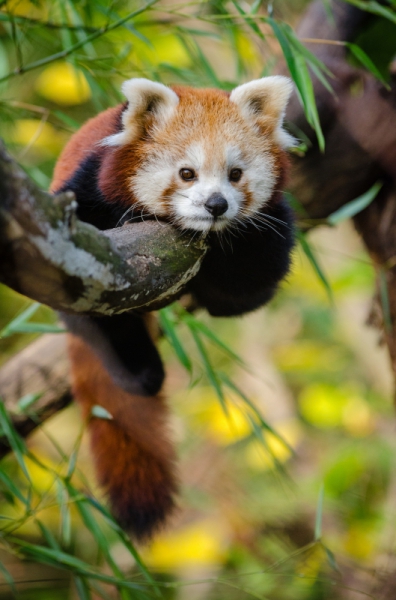 cute panda lying on branch 