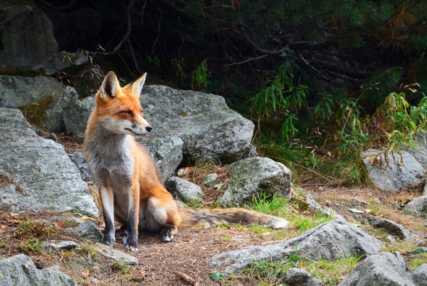 animal daytime forest fox looking mammal nature