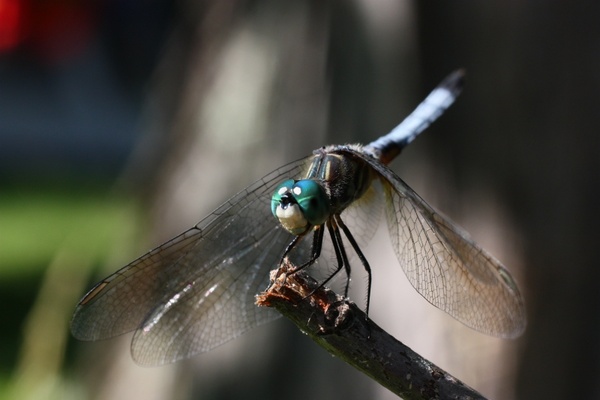 animal dragonfly nature