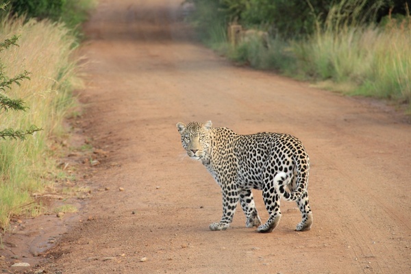 animal eye grass leopard nature pattern road rural