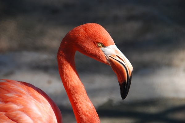 animal flamingo bill