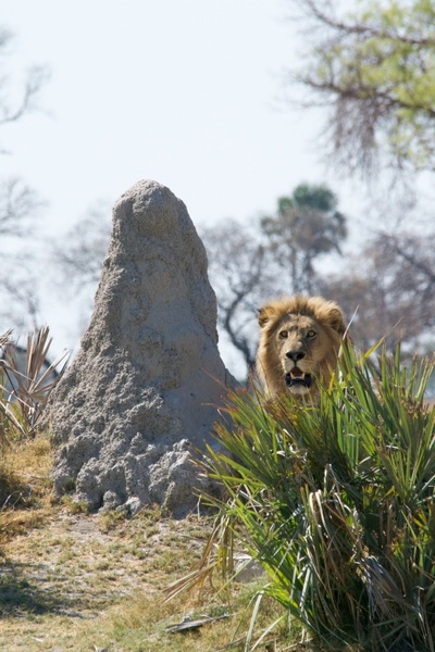 animal forest fur grass landscape lion mammal