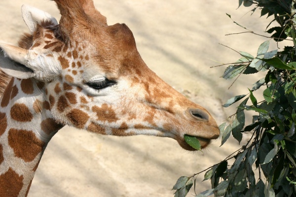 animal giraffe diet