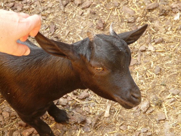 animal goat baby goat