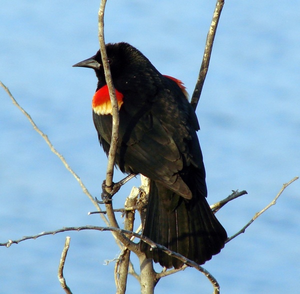 animal nature red winged blackbird