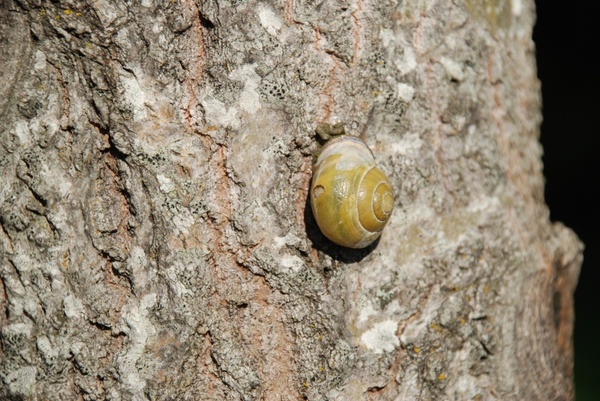 animal nature snail
