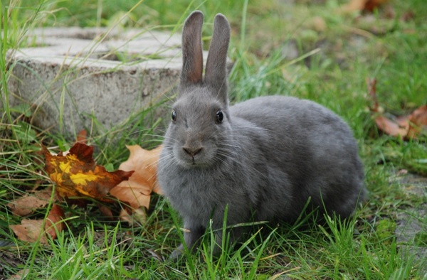 animal rabbit gray