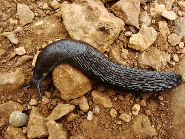 animal slug black 
