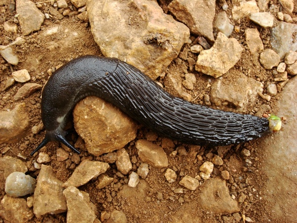 animal slug black