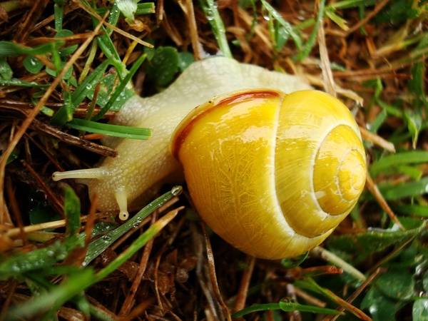 animal snail yellow