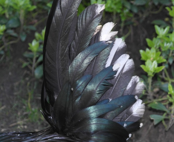 animal springs feather black