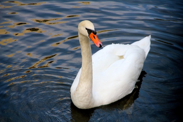 animal swan water bird
