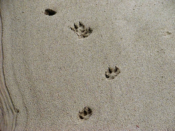 animal tracks sand