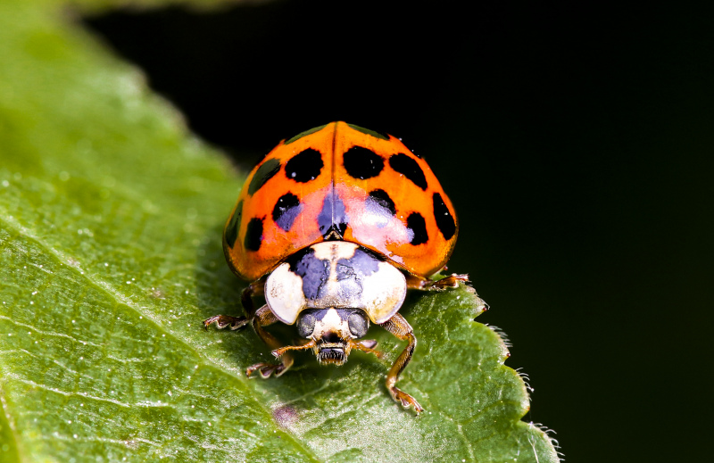 animals backdrop template ladybug leaf closeup 