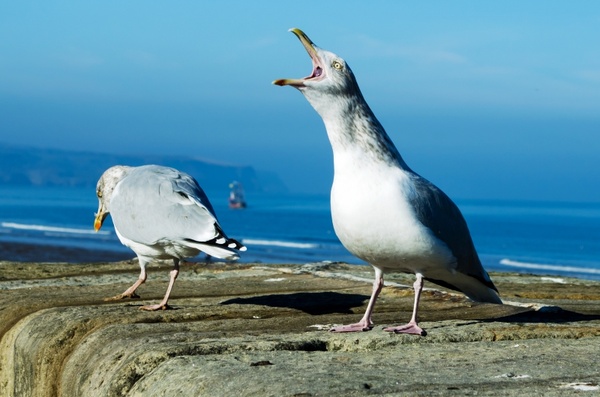 animals background beak