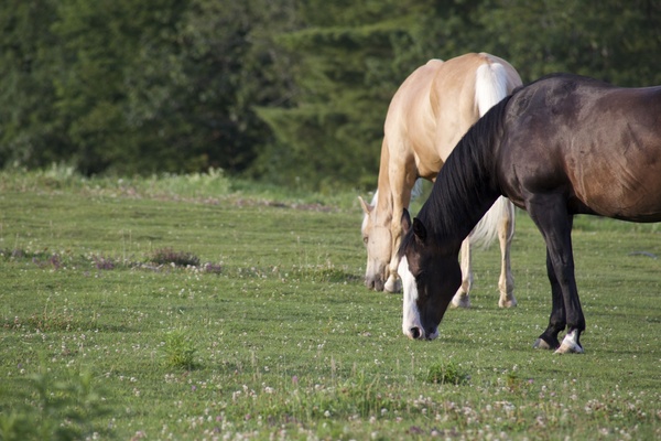 animals horse grass 