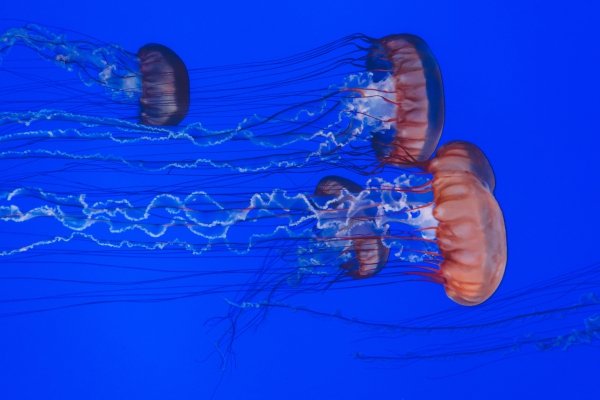 red jellyfishes in blue ocean