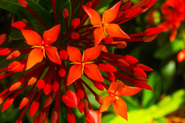 another red ixora