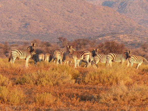 antelope bush daytime grass grassland herd landscape
