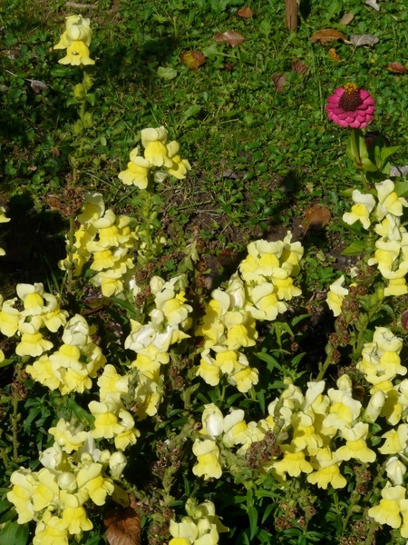 antirrhinum majus flower yellow
