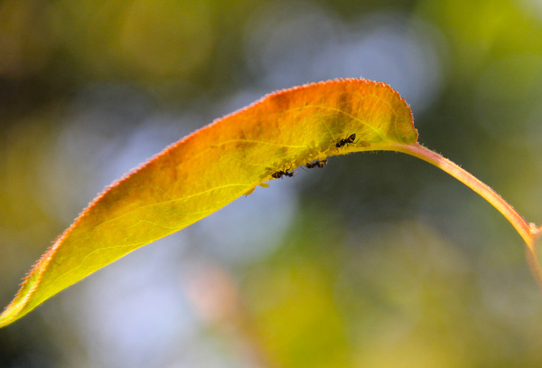 ants beneath an autumn leaf